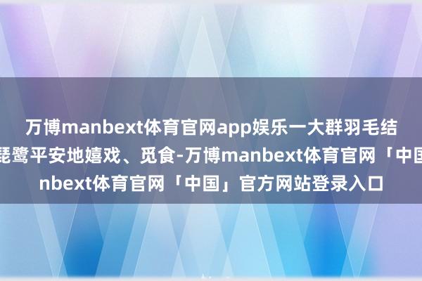 万博manbext体育官网app娱乐一大群羽毛结义、琵琶状长喙的白琵鹭平安地嬉戏、觅食-万博manbext体育官网「中国」官方网站登录入口